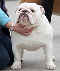 bulldog CH. Beefeater's Gee Wiz